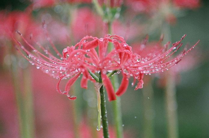 雨中に咲いた曼珠沙華（フィルム編）　H22.10.09_c0046587_2223480.jpg