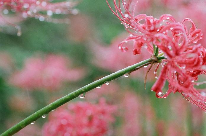 雨中に咲いた曼珠沙華（フィルム編）　H22.10.09_c0046587_2224066.jpg