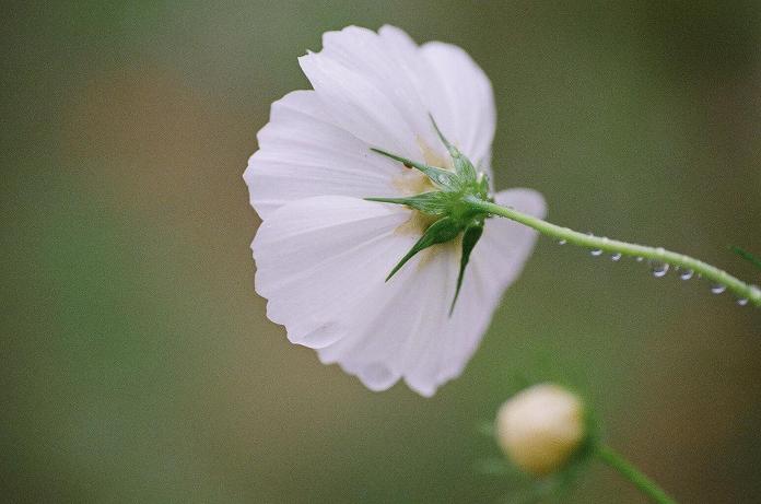 雨中に咲いた曼珠沙華（フィルム編）　H22.10.09_c0046587_2244536.jpg