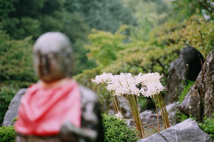 雨中に咲いた曼珠沙華（フィルム編）　H22.10.09_c0046587_225447.jpg