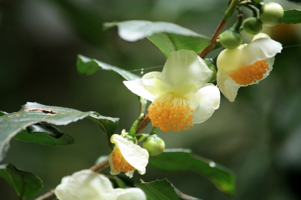 お茶の花♪　～ツバキそっくり♪　和菓子にも～^^_e0195587_19201188.jpg