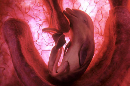 ★子宮内の動物胎児の映像_a0028694_16355338.jpg