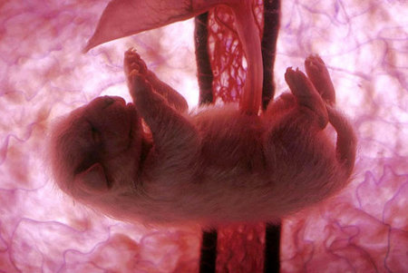 ★子宮内の動物胎児の映像_a0028694_16391959.jpg