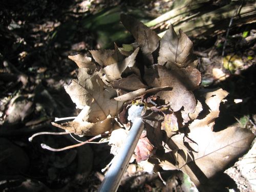 f0036700_177475.jpg