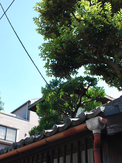函館・百十三銀行本店(建築家・関根要太郎作品研究、その3)_f0142606_1985666.jpg