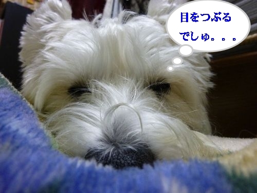a0161111_12223112.jpg