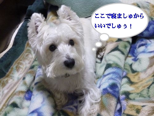 a0161111_12232621.jpg