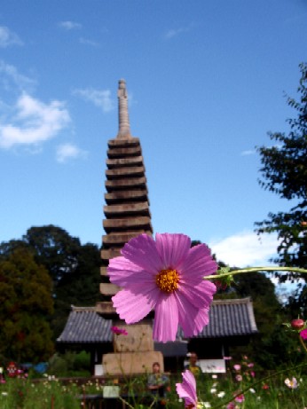 般若寺～秋のコスモス～_f0043911_1153133.jpg