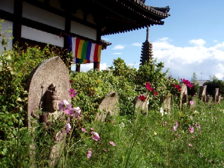 般若寺～秋のコスモス～_f0043911_1164718.jpg