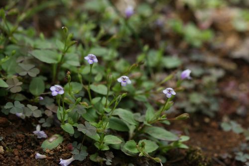 田んぼの野の花　　ウリクサ_a0040021_21574127.jpg