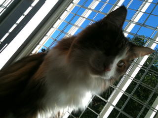 猫、洗っちゃいました_f0181924_222583.jpg
