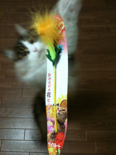 猫、洗っちゃいました_f0181924_2242983.jpg