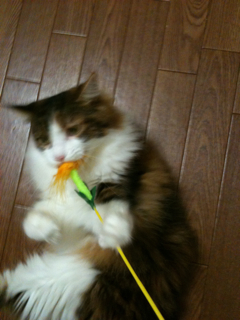 猫、洗っちゃいました_f0181924_2281760.jpg