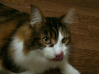 猫、洗っちゃいました_f0181924_2343799.jpg