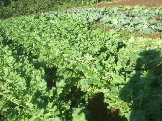 秋野菜３度目の種まき！....尖閣諸島中国漁船衝突事件！_b0137932_18424632.jpg