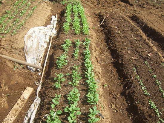 秋野菜3度目の種まき!....尖閣諸島中国漁船衝突事件!_b0137932_18432872.jpg