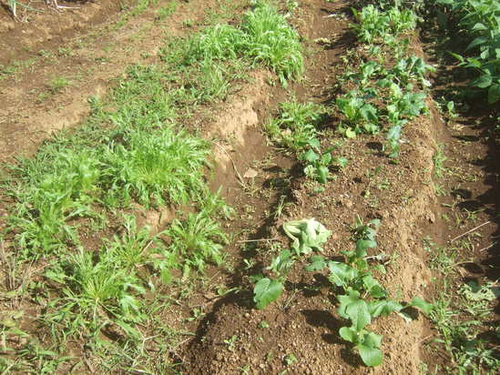 秋野菜3度目の種まき!....尖閣諸島中国漁船衝突事件!_b0137932_1843827.jpg
