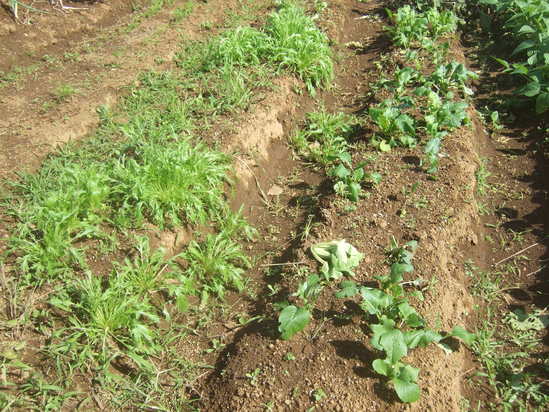 秋野菜３度目の種まき！....尖閣諸島中国漁船衝突事件！_b0137932_1843827.jpg