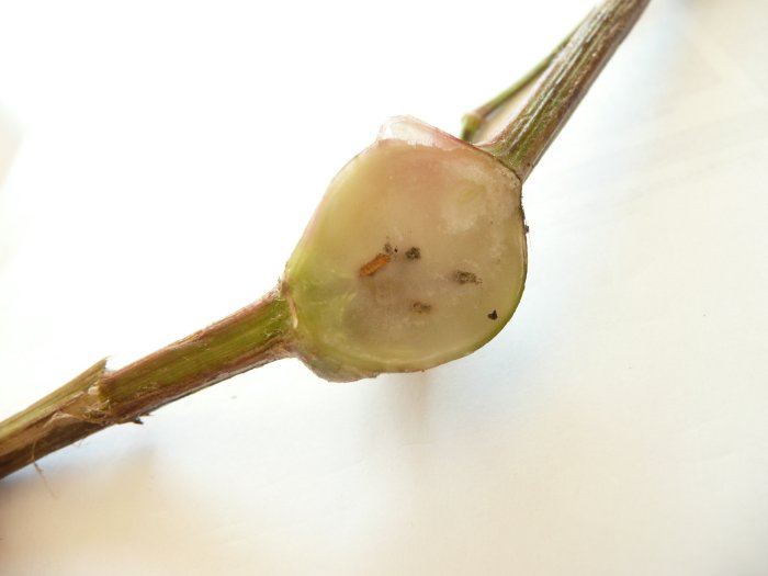 c0181039_132152100.jpg