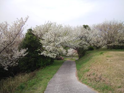 桜の「日の岬」散策_d0049152_15195455.jpg