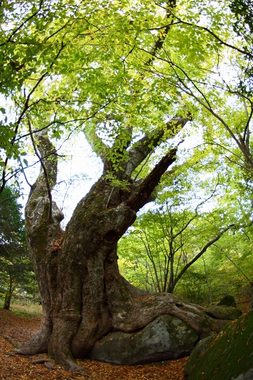 男池の紅葉（黄葉）_b0123359_2237248.jpg