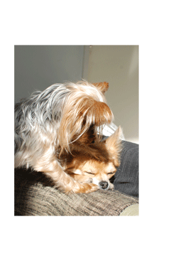 b0151059_1724067.gif