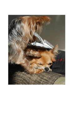 b0151059_17243798.gif
