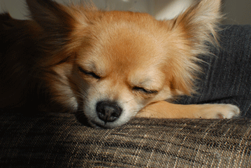 b0151059_17442719.gif