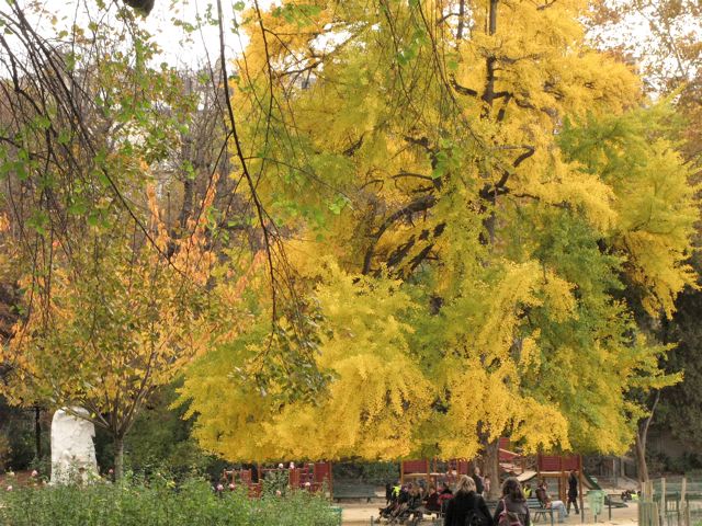 パリの紅葉〜♪（パリ17区8区ーフランス）_f0119071_2247740.jpg