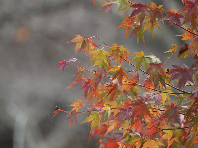 『岩舟緑地も少し赤色・・・♪』_d0054276_19464110.jpg