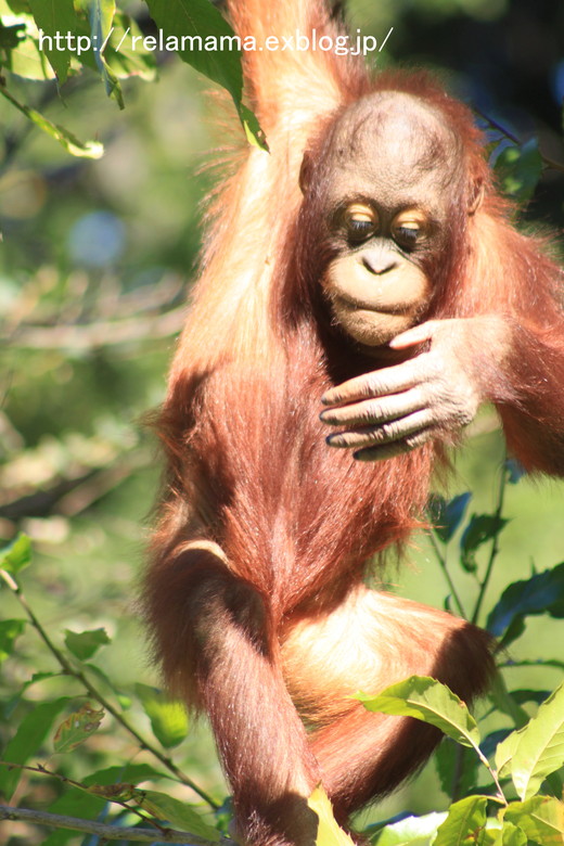 多摩動物公園　その１_c0212987_1913570.jpg