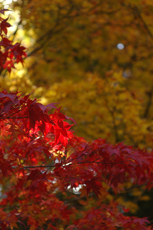 紅葉　奥の院_f0010196_22453772.jpg