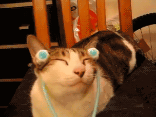 c0072801_8343344.gif