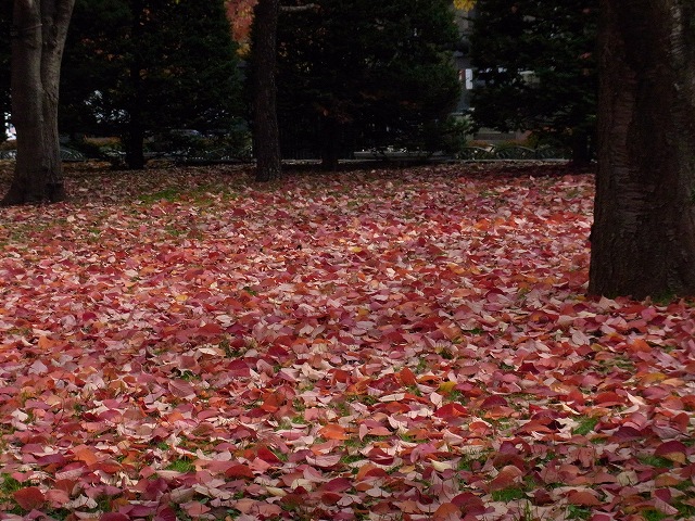 大通り公園の紅葉_f0157901_20512342.jpg