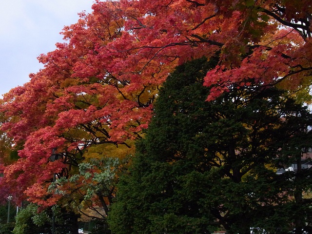 大通り公園の紅葉_f0157901_20515427.jpg