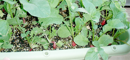 c0192710_1494377.jpg