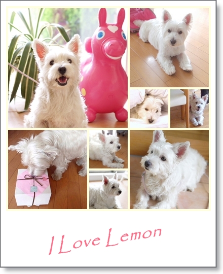 ☆　I　LOVE　LEMON　♡_e0204810_16564931.jpg