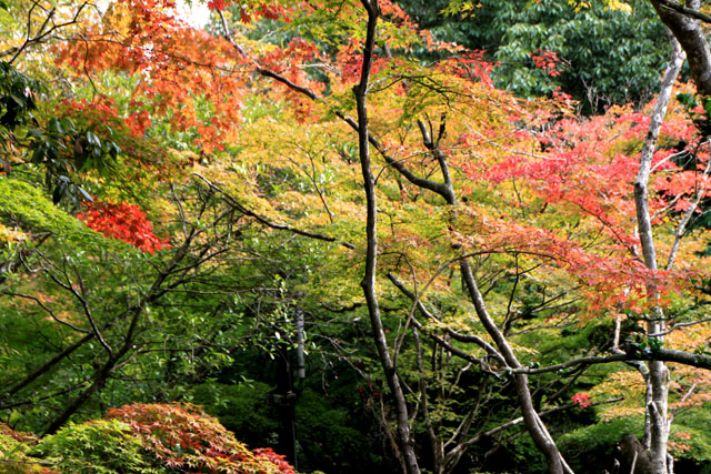 嵯峨野 滝口寺_e0048413_19234591.jpg