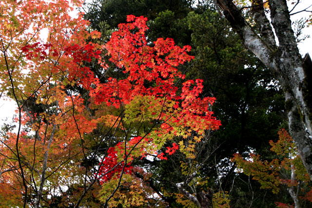 嵯峨野 滝口寺_e0048413_1924094.jpg
