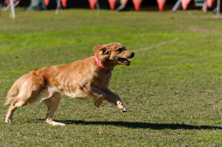 CALLENGE CUP 2010 IN　つくば　写真集_e0204314_17551955.jpg