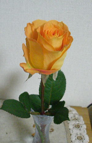 c0185115_17221129.jpg