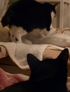 ふみふみ猫 空編。_a0143140_0565081.jpg