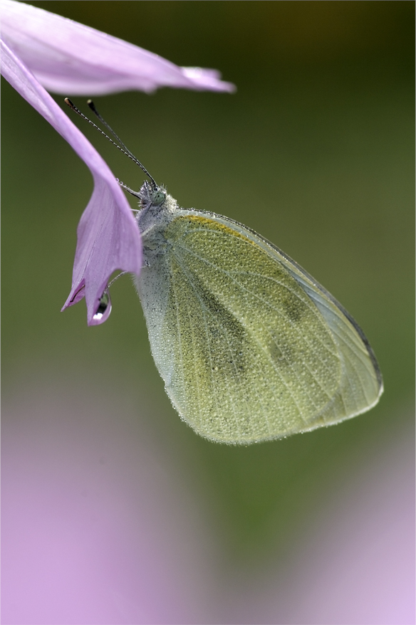 ■■朝露が乾くと・・・・・・・モンシロチョウ■■_a0133250_18483015.jpg