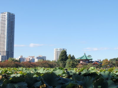 湯島天神　菊まつり_a0155452_1282211.jpg