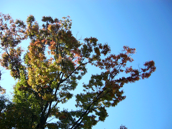 c0225153_16374449.gif