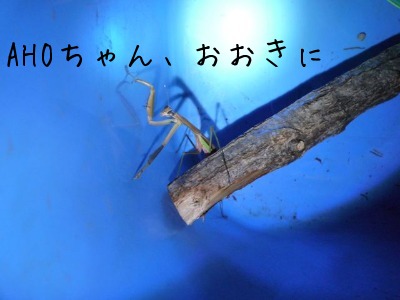 カマ婆命拾い_f0177261_18324243.jpg