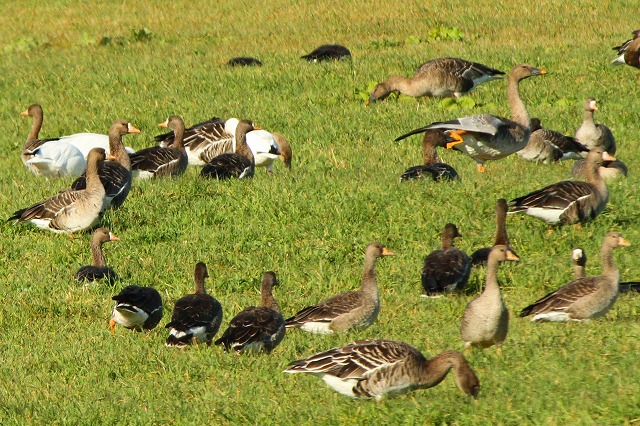 ≪ハクチョウ≫＆≪マガン≫・・・・十勝川流域_f0000866_1710896.jpg