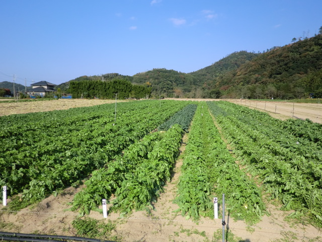 土曜日の午後_a0040978_1644683.jpg