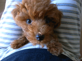f0009782_14424358.gif