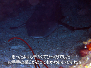 やっぱりいいね、シミラン&ハッピーハネムーン_f0144385_215028100.jpg
